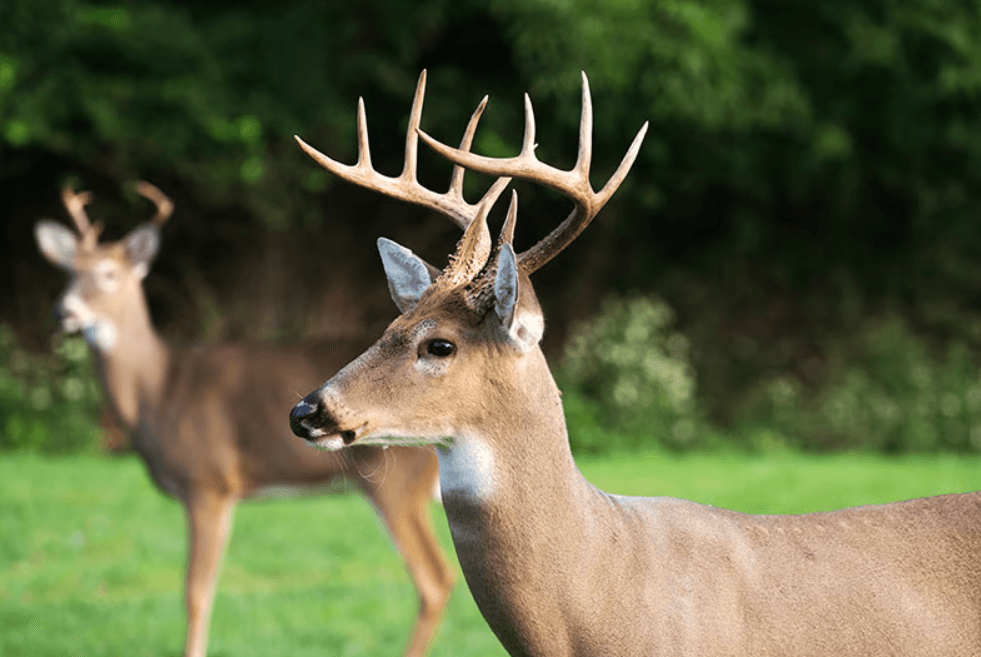 Hunting in Florida - What You Need to Know - Suncoast Marine & Auto Supply 